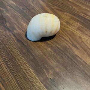 Hand Crafted Small Cream Tan Conch Shell Candle